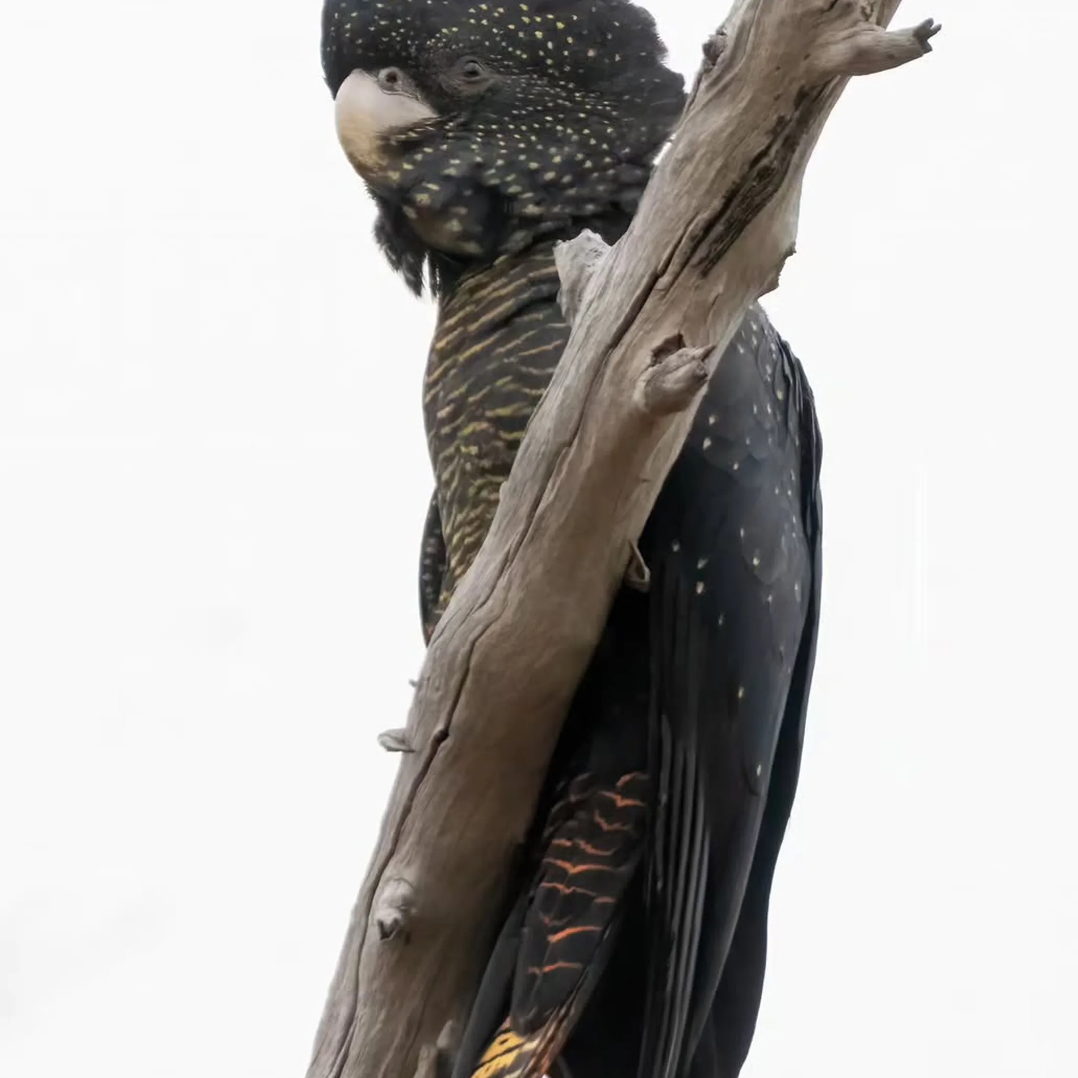 australian wildlife bird on highway
