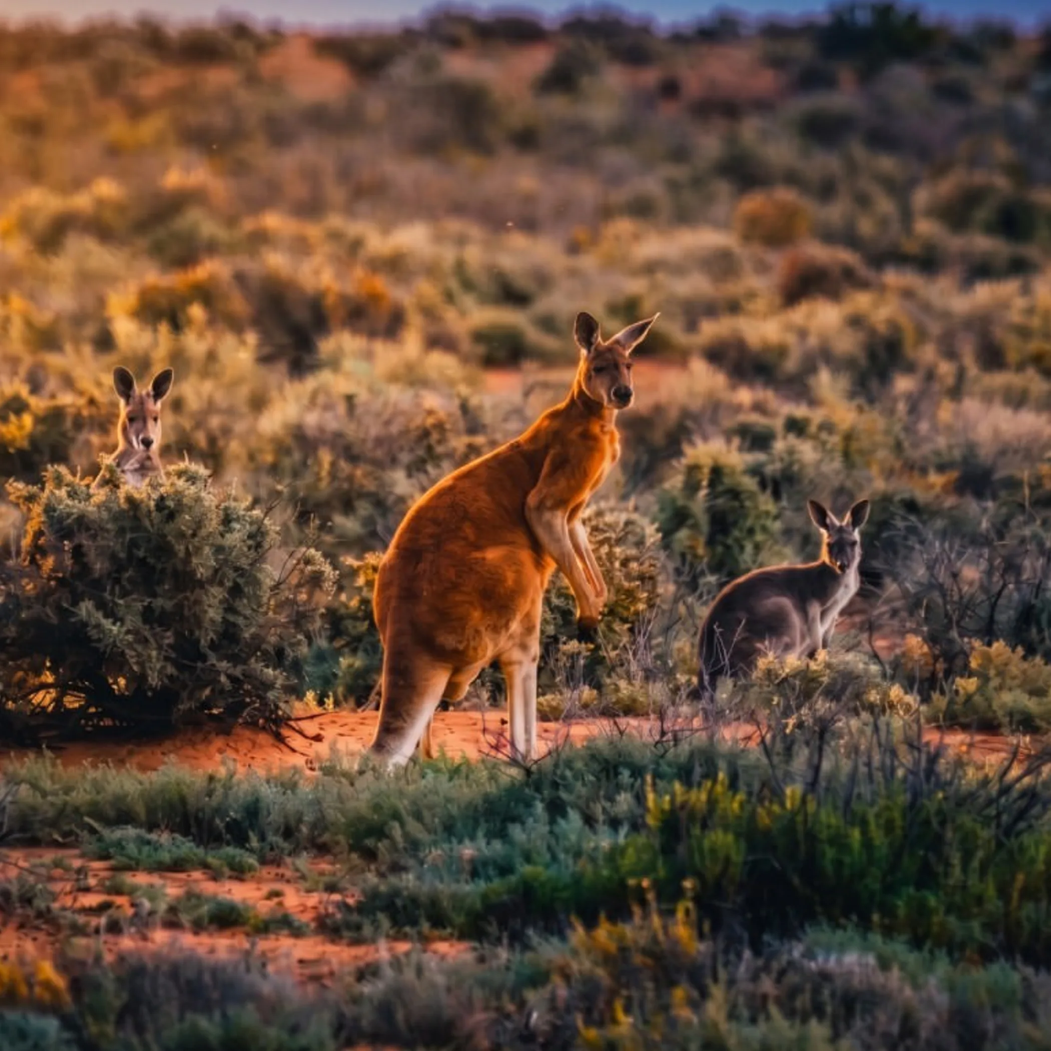 australian outback wildlife and bushland