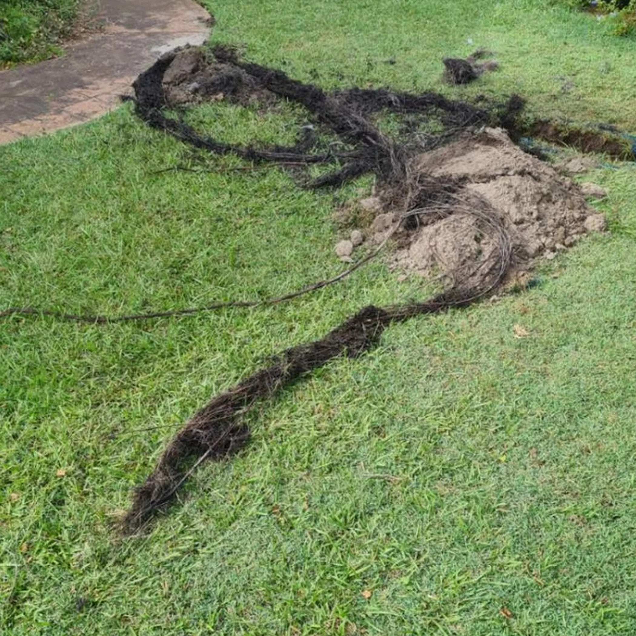 tree roots and excavation damage