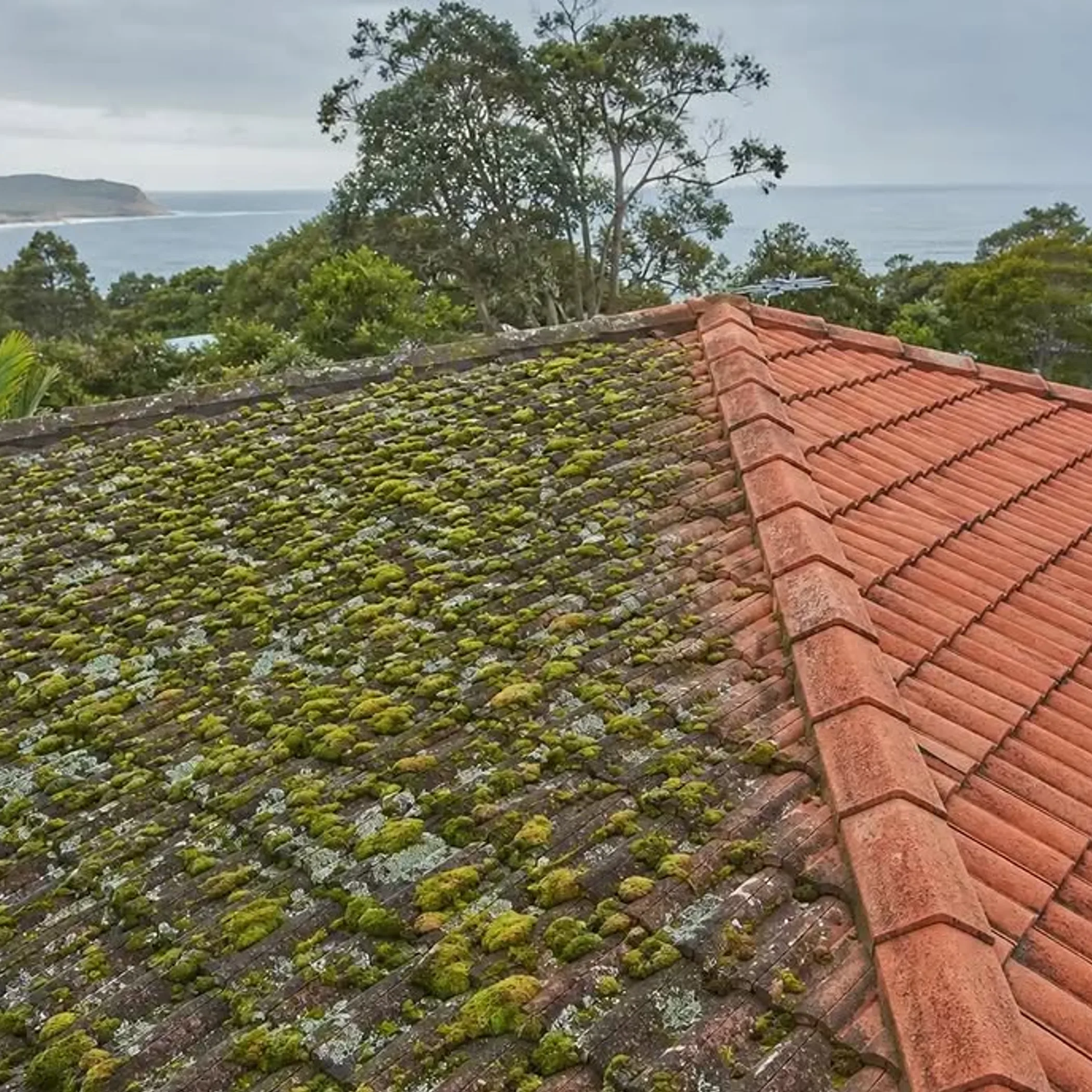 roof moss on a house roof