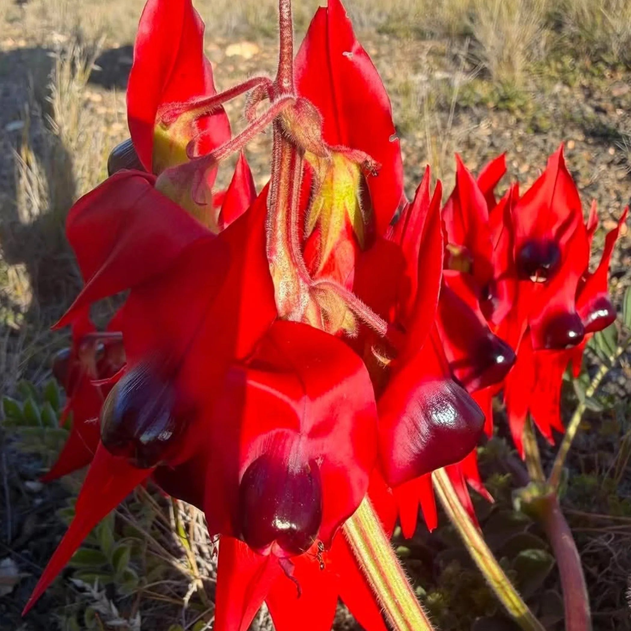 australian outback wildflower