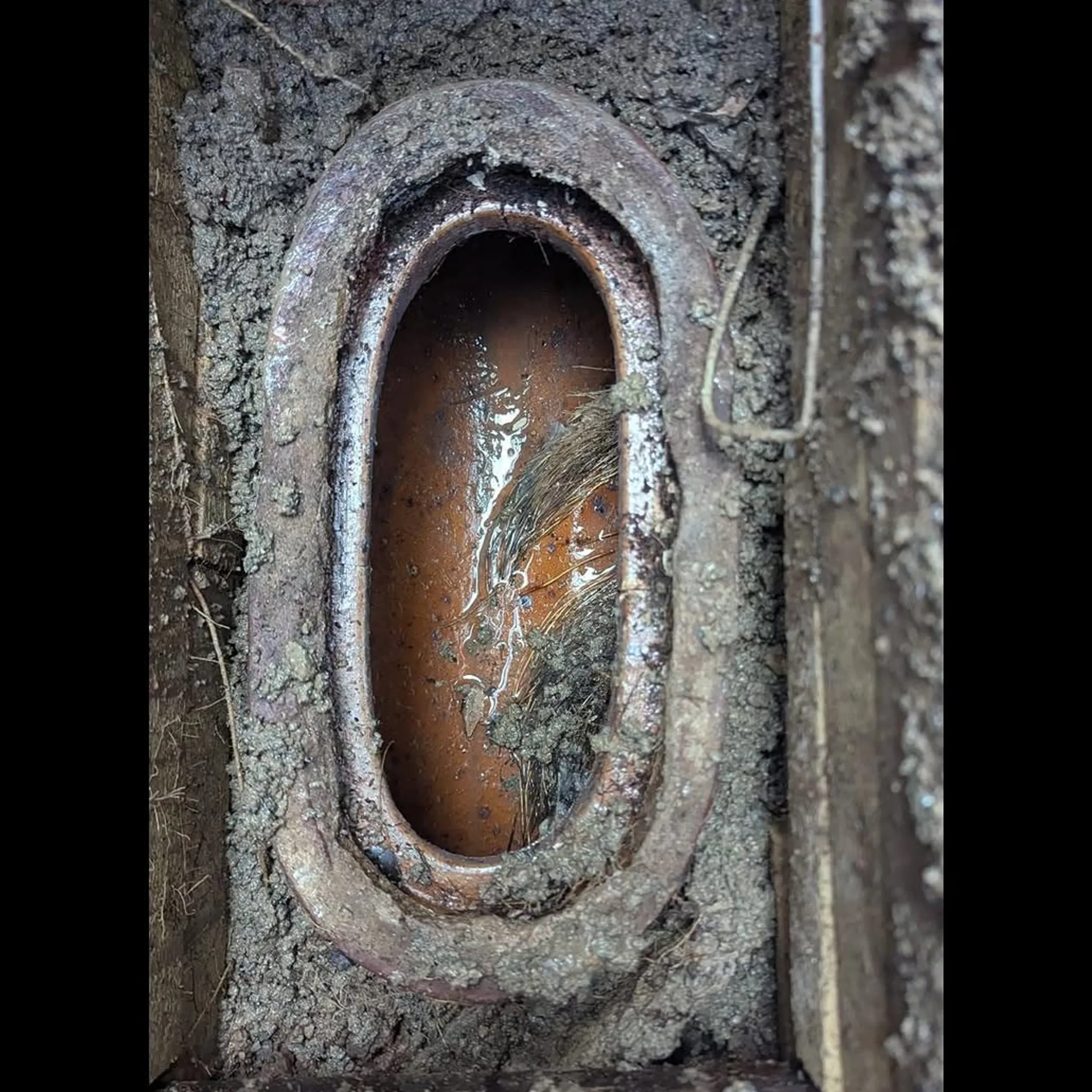 tree roots damaging a drain